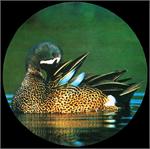 Blue Winged Teal